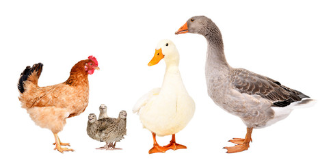 Wall Mural - Group of different farm birds isolated on white background