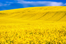 Canola Flower. Yellow Rapeseed Field And Blue Sky