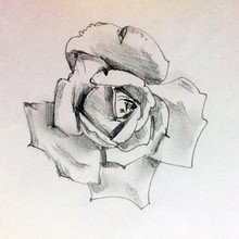 Pencil Drawing Hand Background . Single Exotic  Rose Flower .Floral Pattern