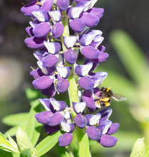 Honey Bee Feeding On A Purple Lupin Lit By Natural Sunlight.