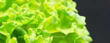 Kale Salad Leaves On Dark Background. Young Green Curly Kale With Water Drops Macro. Healthy Vegetarian Food Ingredient. Selective Focus, Shallow Depth Of Field