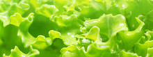 Fresh Kale Leaves Texture. Fresh Green Curly Kale With Water Drops Macrophotography. Healthy Vegetarian Food Ingredient. Selective Focus, Shallow Depth Of Field