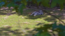 Static 4k Shot Of A Mother Kangaroo Lying On Grass And Chilling With A Baby Kangaroo In Her Pouch, Enjoying A Sunny Day. Observed Through Green Leaves.