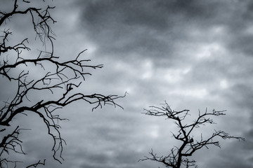 Wall Mural - Silhouette dead tree on dark dramatic sky and white clouds background for peaceful death. Despair and hopeless concept. Sad of nature. Death and sad emotion background. Dead branches unique pattern.