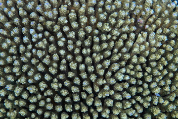 Sticker - Staghorn coral under the sea in the cockburn island of Myanmar