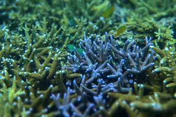 Sticker - Staghorn coral under the sea in the cockburn island of Myanmar