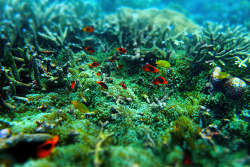 Wall Mural - Anemone under the sea in the cockburn  island of Myanmar