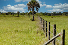 An Old Barbed Wire Fence Extends Across A Pasture In Southwest Florida, Leading To A Lone Tree.