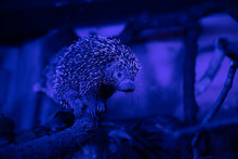 Tree Porcupine In Blue Light On A Tree Branch 