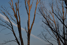 Dead Trees Against The Blue Sky, At Sunrise