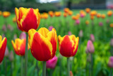 Fototapeta Tulipany - Many beautiful bright yellow-red tulips close-up. Flower background