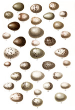 Collection Of Different Bird Eggs (Eggs Of Birds) / Antique Engraved Illustration From Brockhaus Konversations-Lexikon 1908
