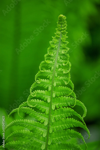Fern leaves grow in the forest.