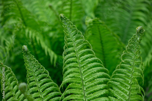 Fern leaves grow in the forest.