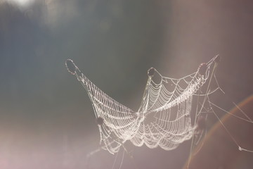 spider woven web on bushes on a field at sunrise