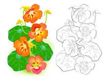 Colorful And Black And White Template For Coloring. Illustration Of Nasturtium Flowers In Summer Garden. Draw The Beautiful Greeting Card. Coloring Book For Children And Adults. Flat Vector.