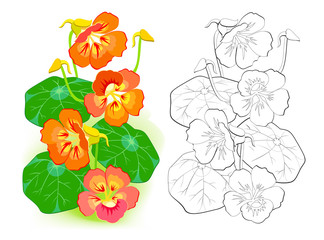 Colorful and black and white template for coloring. Illustration of nasturtium flowers in summer garden. Draw the beautiful greeting card. Coloring book for children and adults. Flat vector.