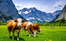 Cows At The Eng Alm In Austria