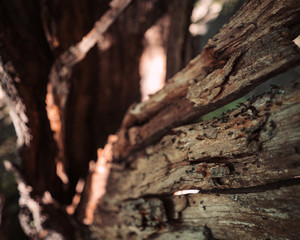 bark of a tree