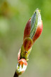 tree bud in the spring