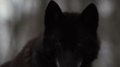 Schwarzer Wolf Zähne fletschend im Wald in Slow Motion gefilmt mit RED Scarlet-W