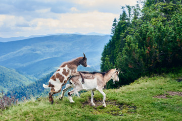 Two wild goats in nature environment while mating on top of a mountain. On the background a beautiful landscape of a valley of mountains and green forests under a cloudy sky.