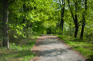 beautiful road with trees on two sides