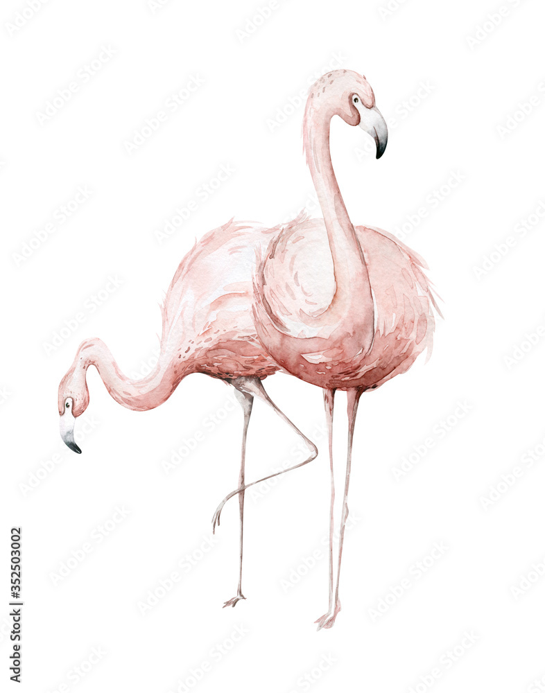 Hand drawn watercolor tropical flamingo birds. set of African flamingos. Exotic rose bird illustrations, jungle tree, brazil trendy art. Perfect for fabric design. - obrazy, fototapety, plakaty 