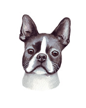 Watercolor Illustration Of A Funny Dog. Popular Dog Breed. Dog Boston Terrier. Hand Made Character Isolated On White