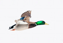 Male Mallard Duck Anas Platyrhynchos Drake In Flight Against A Blue Winter Sky In Canada