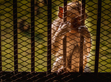 Paw Hand Of Monkey With Fingers Holding The Chain-link Fence Of The Cage. Represents The Lack Of Freedom.