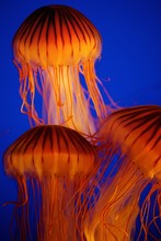 Close-up Of Orange Jellyfishes Swimming In Aquarium