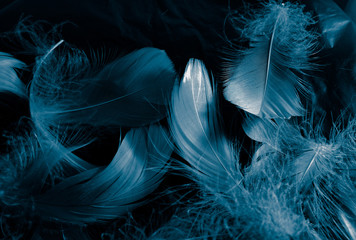 Beautiful abstract colorful white and blue feathers on black background and soft white feather texture on blue pattern and blue background, feather background, blue banners