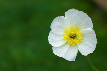 Canvas Print - White poppy with yellow stamens on a background of green bokeh closeup after rain. Space for inscriptions. Greeting card. March Eighth, Valentine's Day. Gift for women