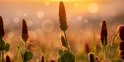 Wall Mural - abstract blurred nature background clover flower. abstract nature bokeh pattern