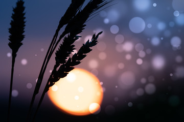 Canvas Print - Wheat ears on sunset background with bokeh effect.