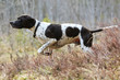 © liramaigums - Dog english pointer