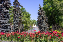 Overblown Roses In Park, Odessa, Ukraine
