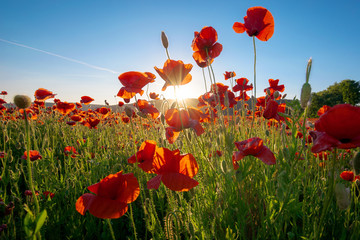 red poppy field landscape. beautiful landscape at sunset beneath a blue sky in spring. wonderful outdoor background