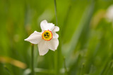 Fototapeta Miasto - Photo of white flowers narcissus. Stock photo Background Daffodil narcissus with white buds and green leaves.