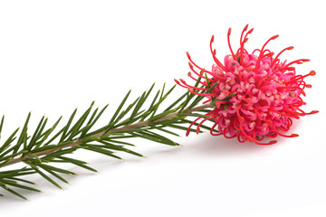 Grevillea juniperina flower