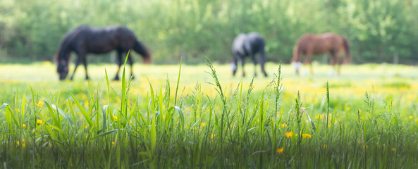 Wall Mural - grass and yellow flowers with grazing horses in the background