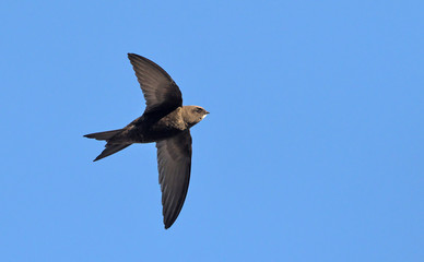 Apus apus (Common Swift, European Swift, Swift), Greece