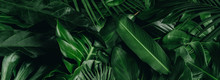 Creative Tropical Green Leaves Layout. Nature Spring Concept. Flat Lay.