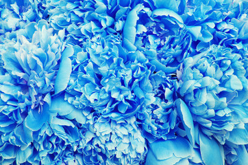 beautiful blue peony flowers