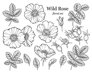 wild rose flower set, line art drawing. outline floral design elements isolated on white background,