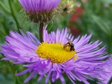 Fototapeta Pokój dzieciecy - Small bee collecting pollen from fields of aster flowers. Close up macro shot, purple flower.