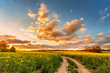 Spring colorful cloud sunset over colza field. Rural dirt road