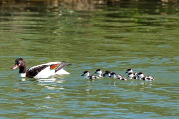 Wall Mural - shelduck marsh duck with small nature reserves italy