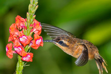 Hummingbird, Tropical Rainforest, Costa Rica, Central America, America